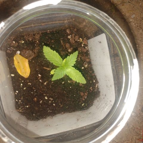 Unknown strain growlog photo: Transplanted