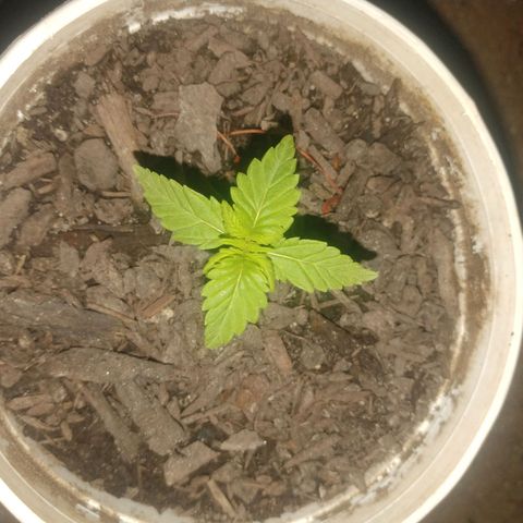 Unknown strain growlog timeline photo