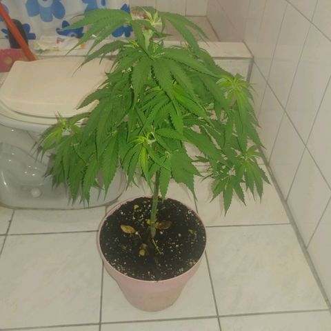 Unknown strain growlog timeline photo