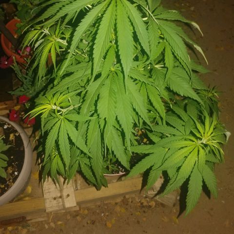 Unknown strain growlog photo: Before topping and pruning
