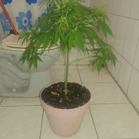 Unknown strain growlog timeline photo