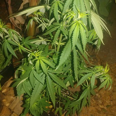 Unknown strain growlog photo: Before topping and pruning
