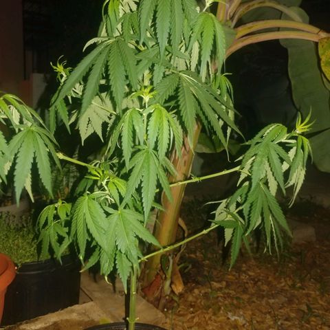 Unknown strain growlog photo: Cropped and trimmed some more. 