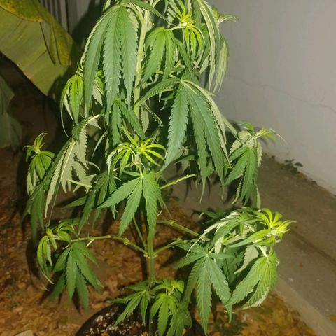 Unknown strain growlog photo: Cropped and trimmed some more. 