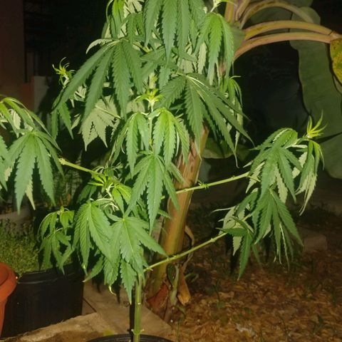 Unknown strain growlog timeline photo