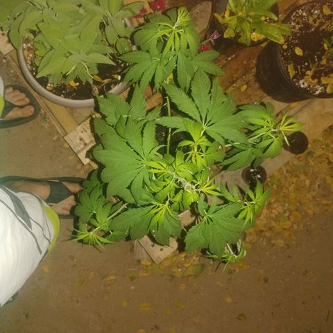 Unknown strain growlog photo: Cropped and trimmed some more.