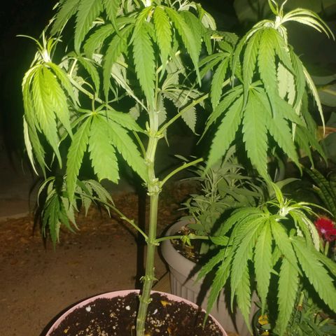 Unknown strain growlog photo: Cropped and trimmed some more.