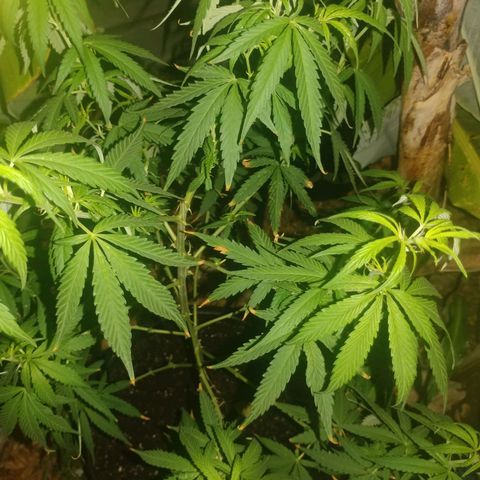 Unknown strain growlog timeline photo