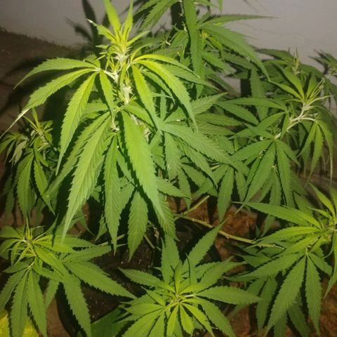 Unknown strain growlog timeline photo