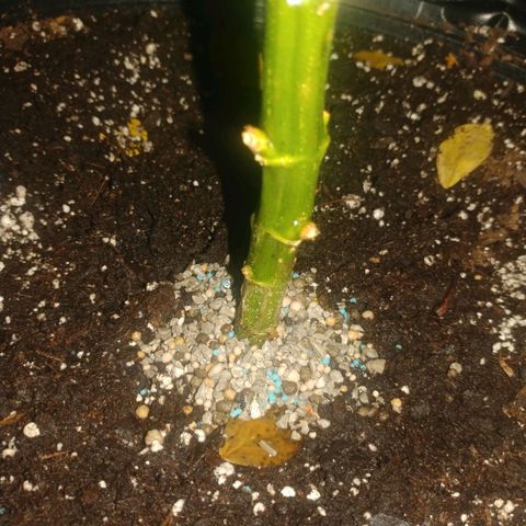 Unknown strain growlog photo: 2 tablespoons sunniland special bloom fertilizer pellets npk 2-10-10