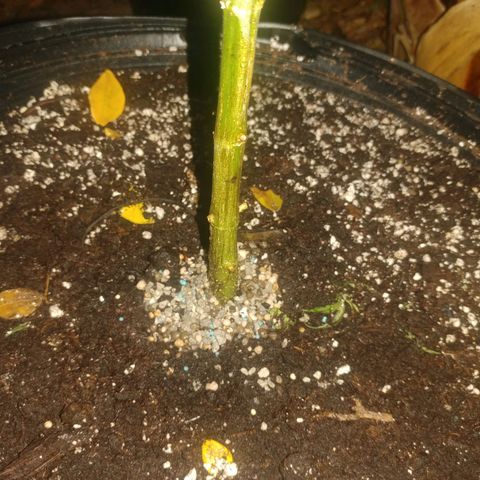 Unknown strain growlog photo: special bloom fertilizer pellets npk 2-10-10