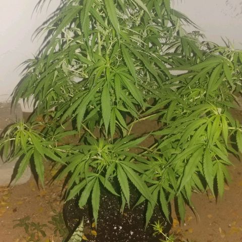 Unknown strain growlog timeline photo