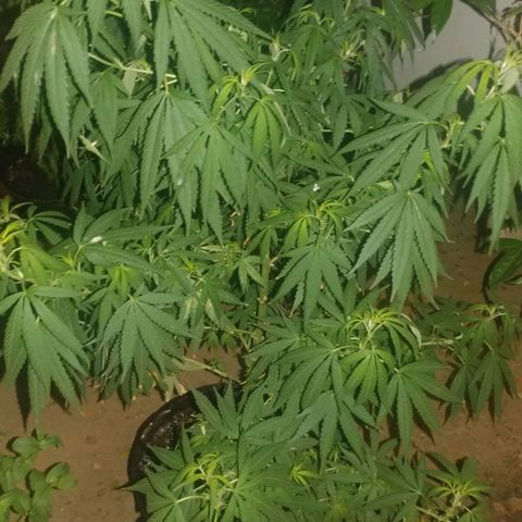 Unknown strain growlog timeline photo