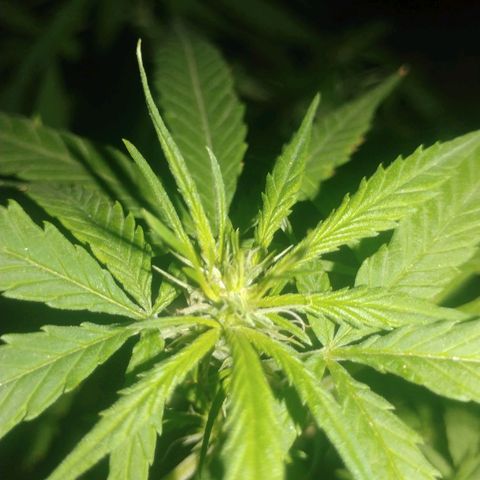 Unknown strain growlog photo: One of Floweringing buds