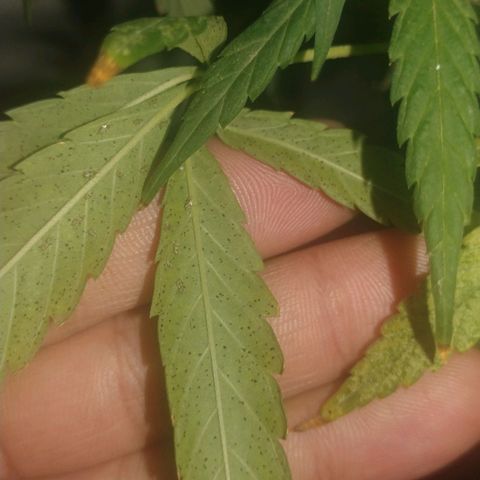 Unknown strain growlog photo: Pests started invading plant leaves.. 