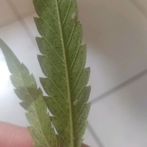 Unknown strain growlog photo: Pests started invading plant leaves.. 