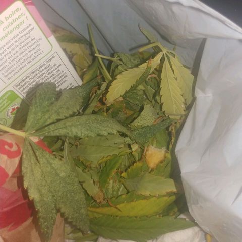 Unknown strain growlog photo: Pests started invading plant leaves.. 