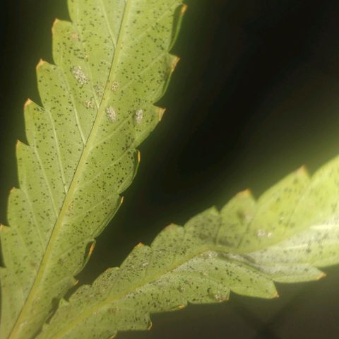 Unknown strain growlog photo: Pests started invading plant leaves.. 