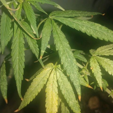 Unknown strain growlog photo: Pests started invading plant leaves.. 