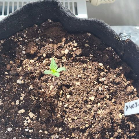 Mimosa Automatic (Windowsill)  growlog timeline photo