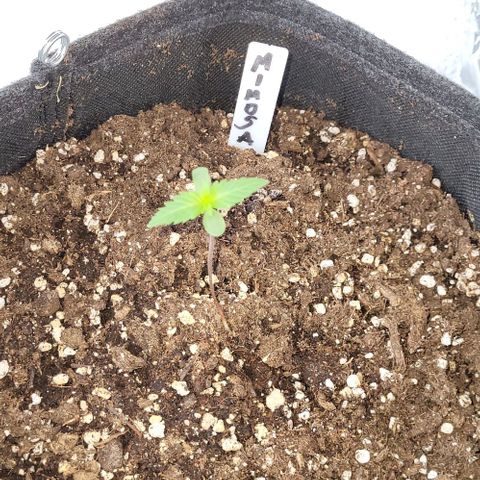 Mimosa Automatic (Windowsill)  growlog photo: The soil is nearly dry. So im watering today or tomorrow