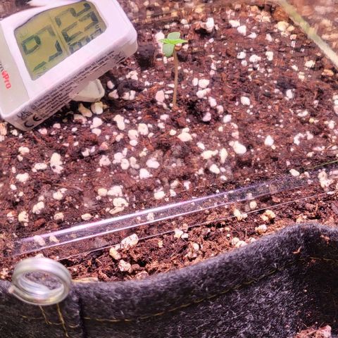 HulkBerry Automatic (40x40 Growbox)  growlog timeline photo