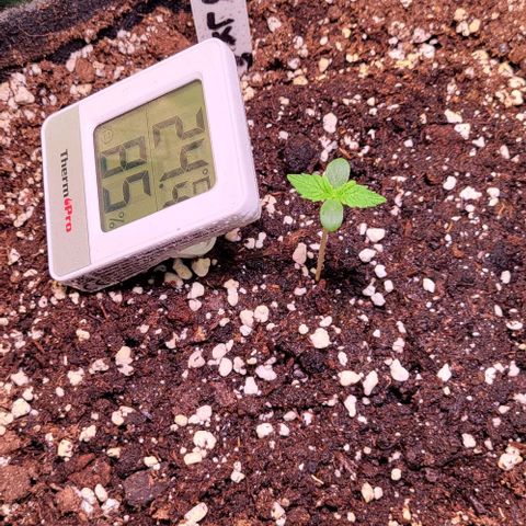 HulkBerry Automatic (40x40 Growbox)  growlog timeline photo