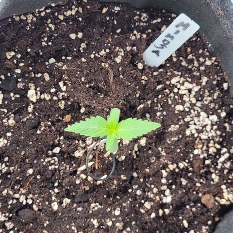 Mimosa Automatic (Windowsill)  growlog timeline photo