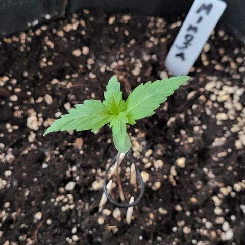 Mimosa Automatic (Windowsill)  growlog timeline photo