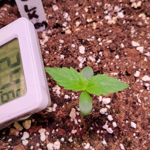 HulkBerry Automatic (40x40 Growbox)  growlog timeline photo