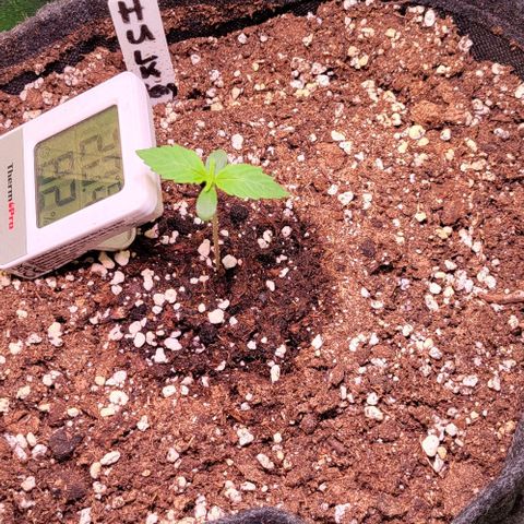 HulkBerry Automatic (40x40 Growbox)  growlog timeline photo
