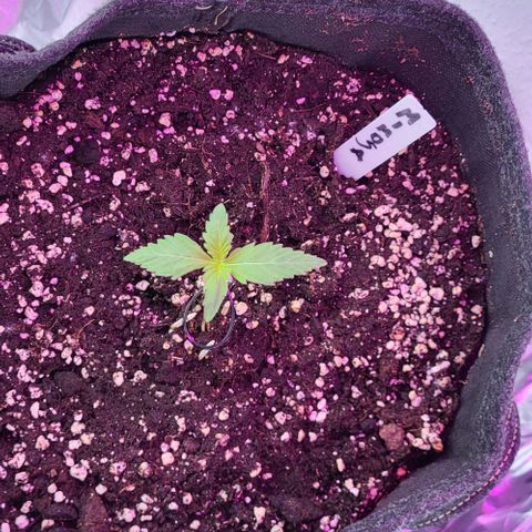 Mimosa Automatic (Windowsill)  growlog timeline photo