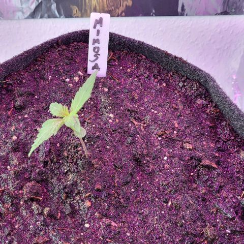 Mimosa Automatic (Windowsill)  growlog timeline photo