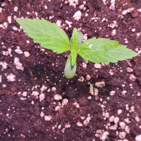 HulkBerry Automatic (40x40 Growbox)  growlog timeline photo