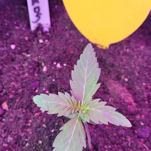 Mimosa Automatic (Windowsill)  growlog timeline photo