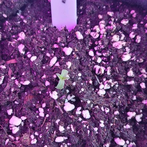 3x Special Kush #1 Outdoor growlog timeline photo