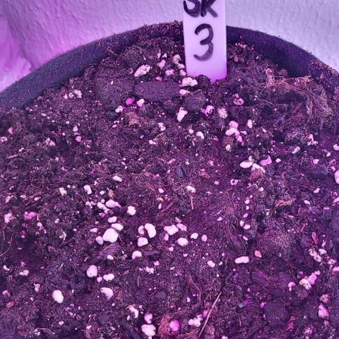 3x Special Kush #1 Outdoor growlog timeline photo