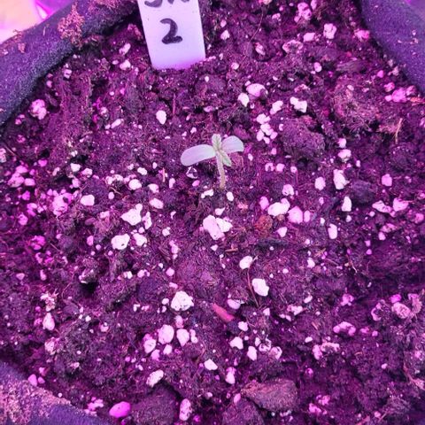 3x Special Kush #1 Outdoor growlog timeline photo