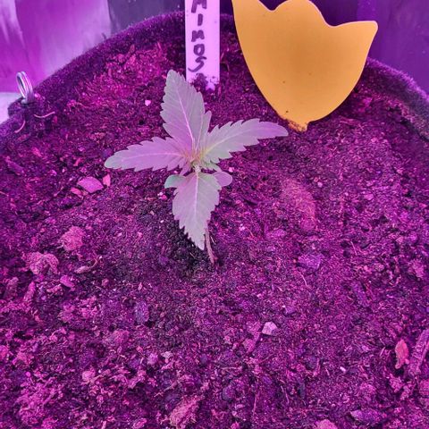 Mimosa Automatic (Windowsill)  growlog timeline photo