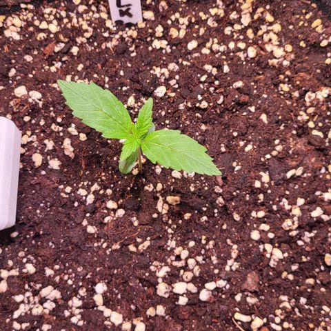HulkBerry Automatic (40x40 Growbox)  growlog timeline photo