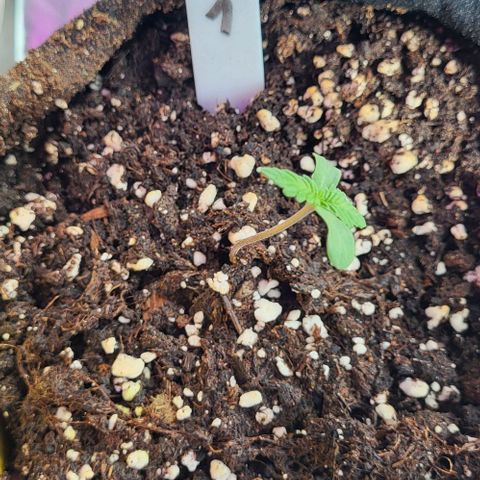 3x Special Kush #1 Outdoor growlog timeline photo