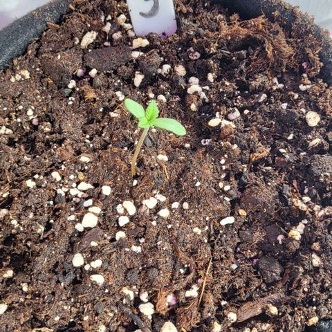 3x Special Kush #1 Outdoor growlog timeline photo
