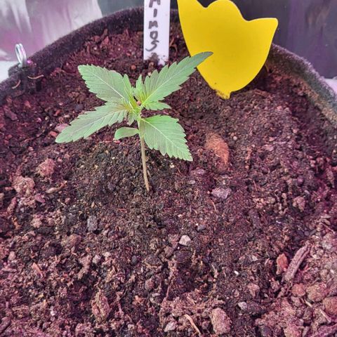 Mimosa Automatic (Windowsill)  growlog timeline photo