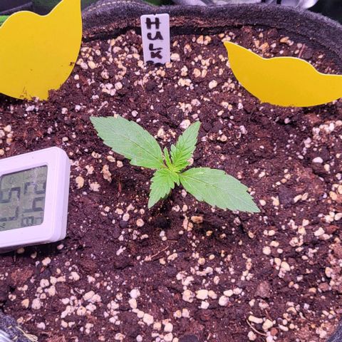 HulkBerry Automatic (40x40 Growbox)  growlog timeline photo