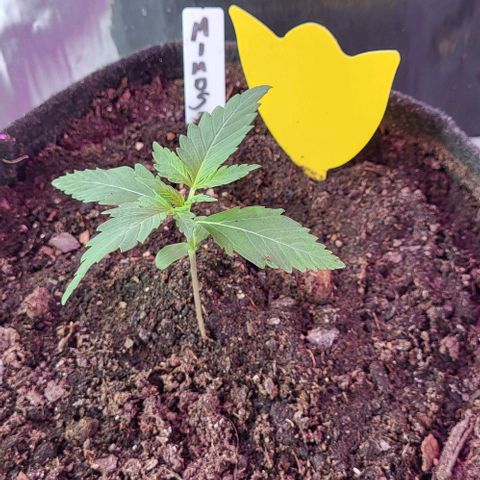 Mimosa Automatic (Windowsill)  growlog timeline photo