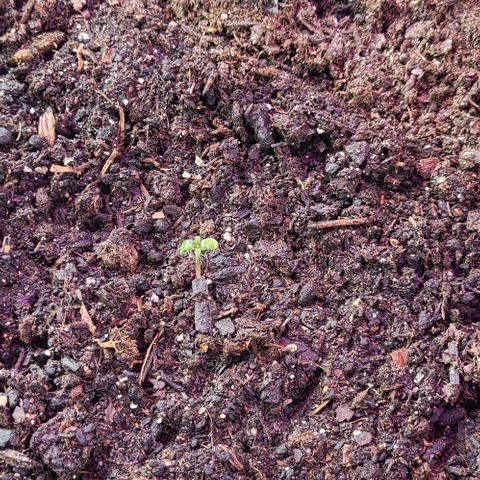 Easy Bud Automatic (Windowsill)  growlog timeline photo