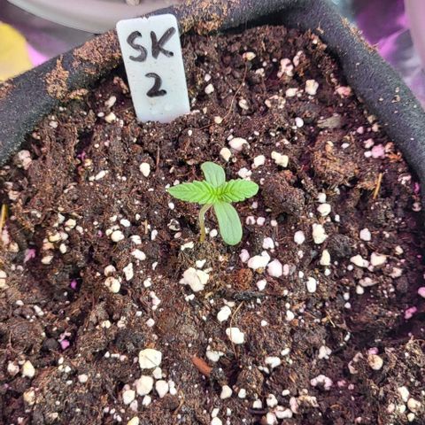 3x Special Kush #1 Outdoor growlog timeline photo