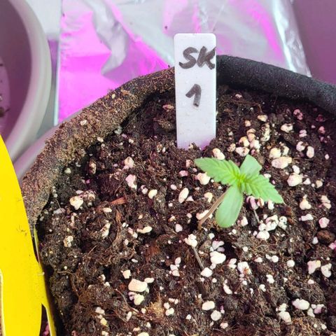 3x Special Kush #1 Outdoor growlog timeline photo