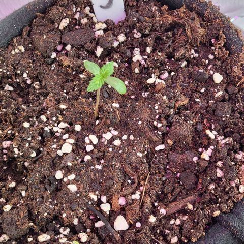 3x Special Kush #1 Outdoor growlog timeline photo