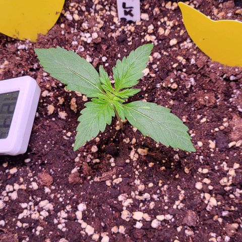 HulkBerry Automatic (40x40 Growbox)  growlog timeline photo